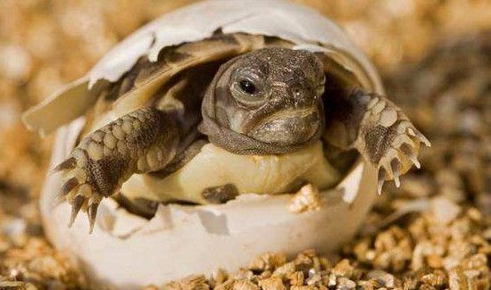 吃乌龟蛋的禁忌