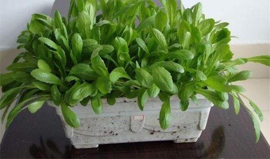 土壤疏松小窍门