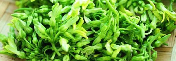 夜香花的食用禁忌