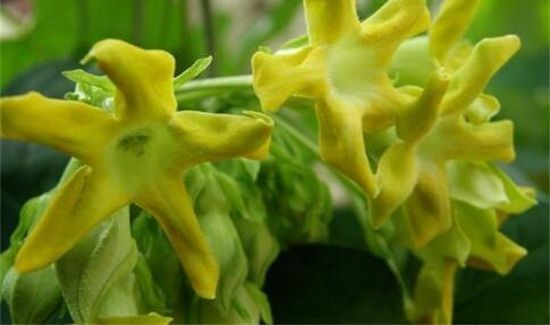 夜香花的食用禁忌