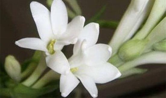 夜香花的食用禁忌