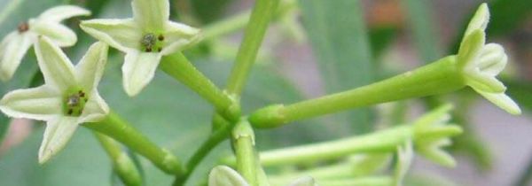 夜香花什么人不能吃