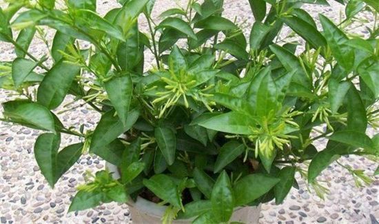 夜香花什么人不能吃