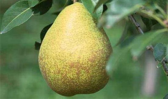 梨和南瓜可以一起吃吗