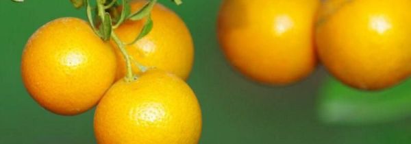 橘子和石榴可以一起吃吗