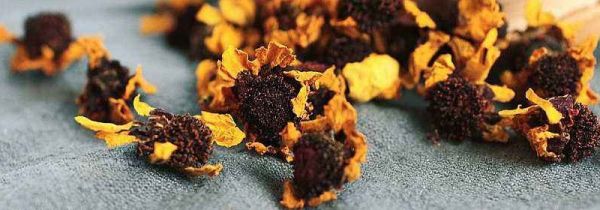 昆仑雪菊的功效与作用及禁忌