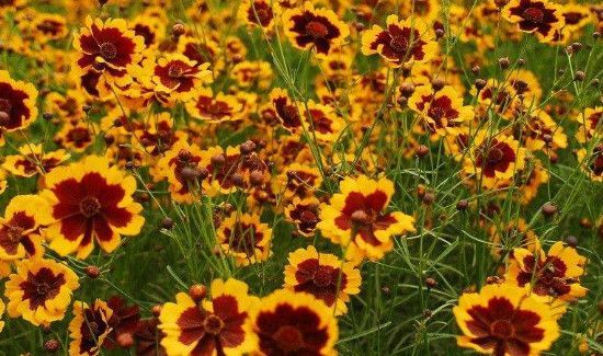 昆仑雪菊的功效与作用及禁忌