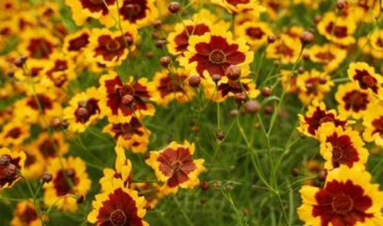 昆仑雪菊的功效与作用及禁忌