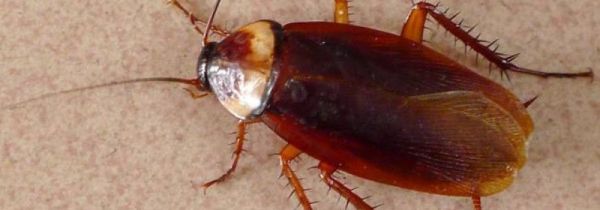 吃美洲大蠊禁忌