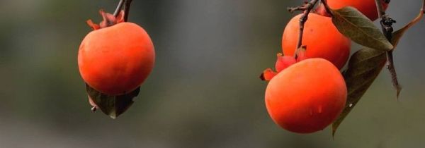 柿子饼和什么相克