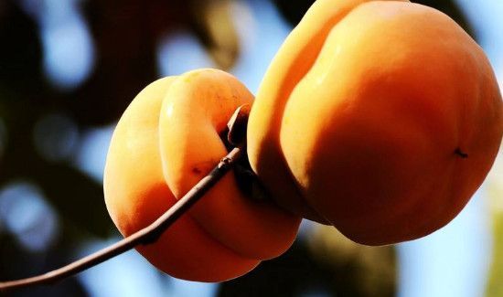 柿子和鸡肉能一起吃吗?