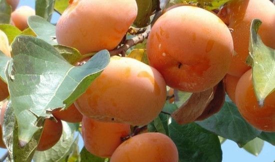 柿子和豆腐能一起吃吗