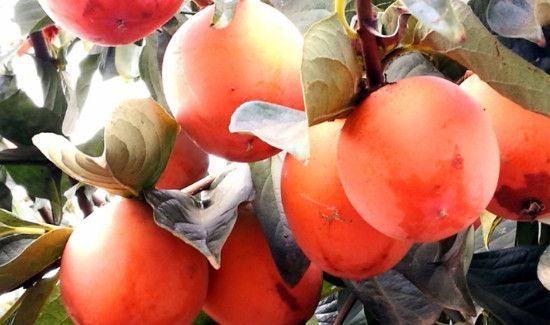 柿子和葡萄能一起吃吗