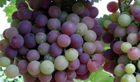 柿子和葡萄能一起吃吗