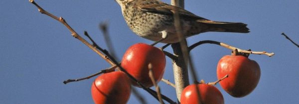 柿子和葡萄能一起吃吗