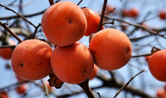 柿子和菠菜能一起吃吗