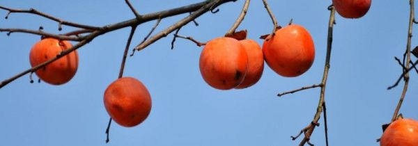 柿子和菠菜能一起吃吗