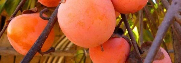 柿子和芒果能一起吃吗