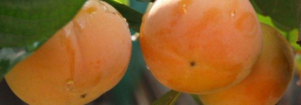 柿子香蕉酸奶可以一起吃吗