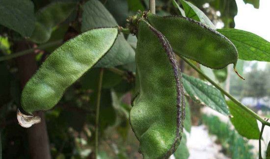 梅豆和什么相克