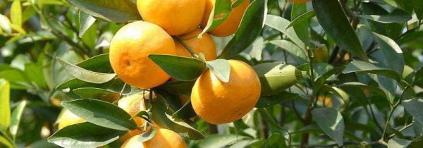 桔子上火还是去火