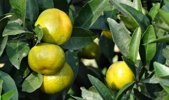 桔子上火还是去火