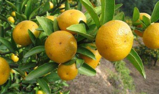 桔子上火还是去火