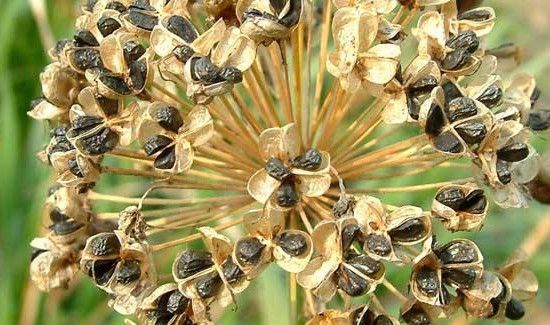 吃韭菜籽有什么禁忌