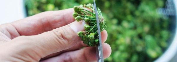 吃韭菜籽有什么禁忌