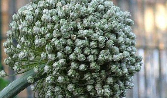 吃韭菜籽有什么禁忌