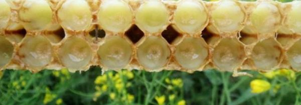 吃蜂王胎的忌讳