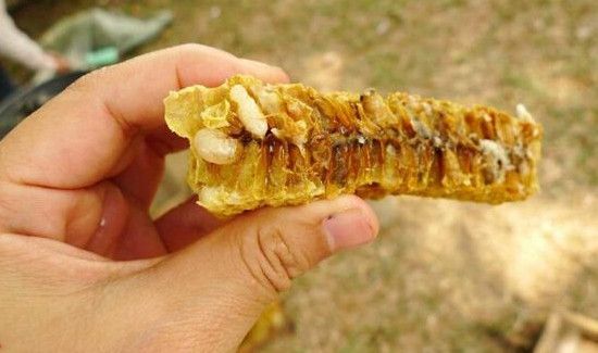 吃蜂王胎的忌讳