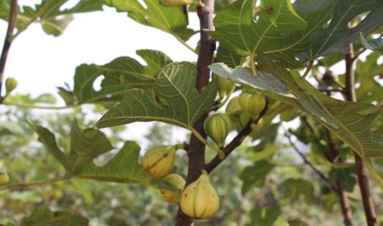 红皮无花果和绿皮无花果的区别