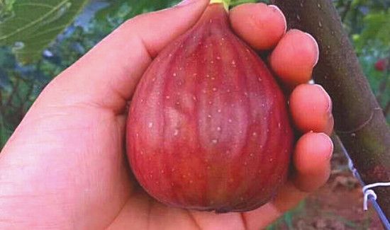 红皮无花果皮可以吃吗