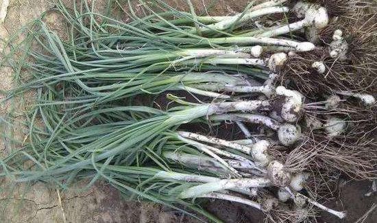 什么人不能吃野蒜