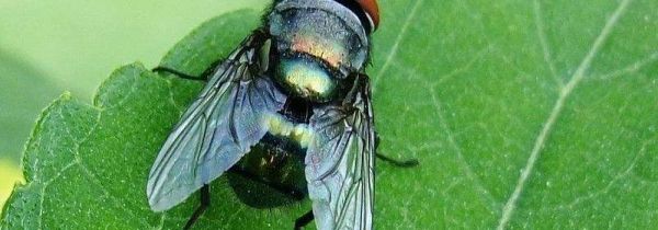 什么东西招苍蝇