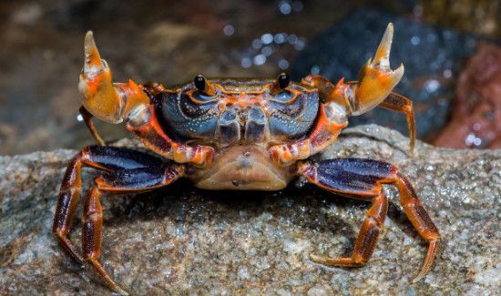 羊汤和螃蟹可以一起吃吗