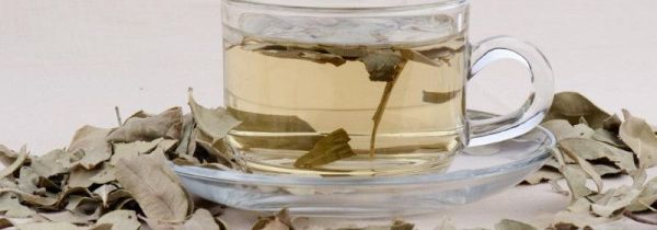 罗布麻茶什么人不能喝