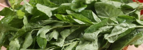 枸杞叶和什么相克