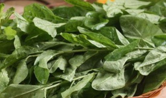 枸杞叶和什么相克