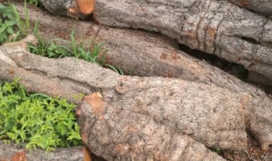 枣木怎么处理不裂