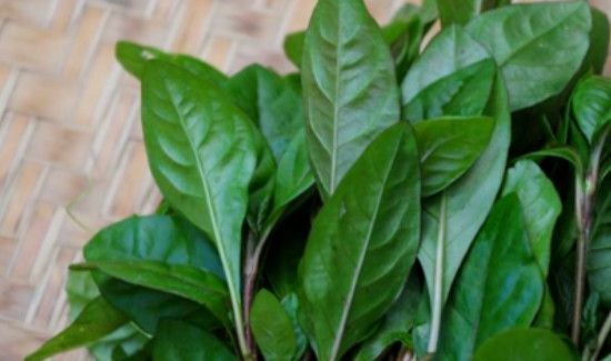 枸杞叶和什么相克