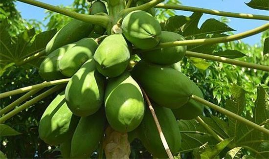 木瓜苦的能吃吗