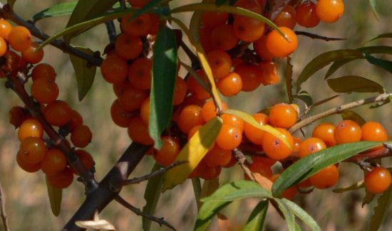 丁香沙棘茶的不良反应