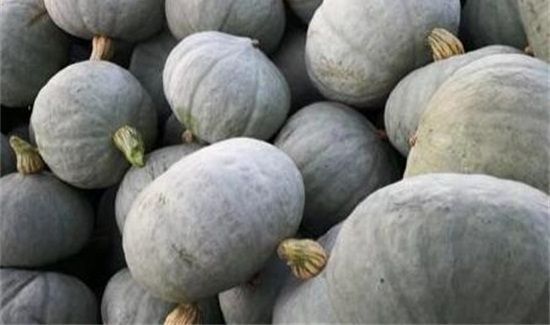 板粟南瓜的功效与作用