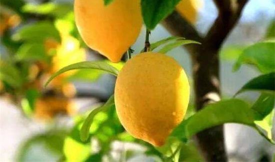 松茸不能和什么一起煮