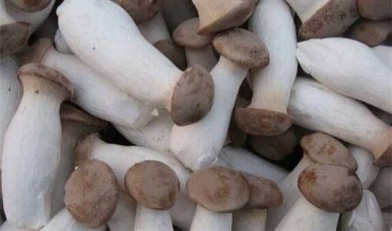 杏鲍菇能和胡萝卜一起吃吗