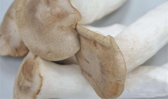 杏鲍菇能和胡萝卜一起吃吗