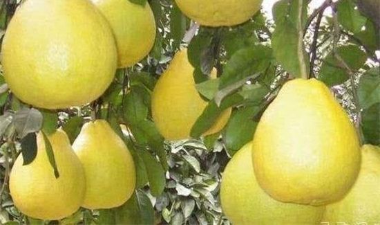 柚子清火还是上火