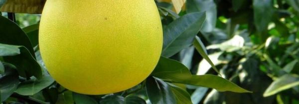 柚子吃多了有什么坏处